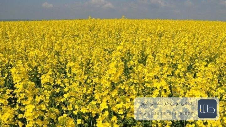 تأمین 139 هزار تن دانه روغنی از تولیدکنندگان داخلی