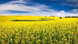 تأمین 139 هزار تن دانه روغنی از تولیدکنندگان داخلی